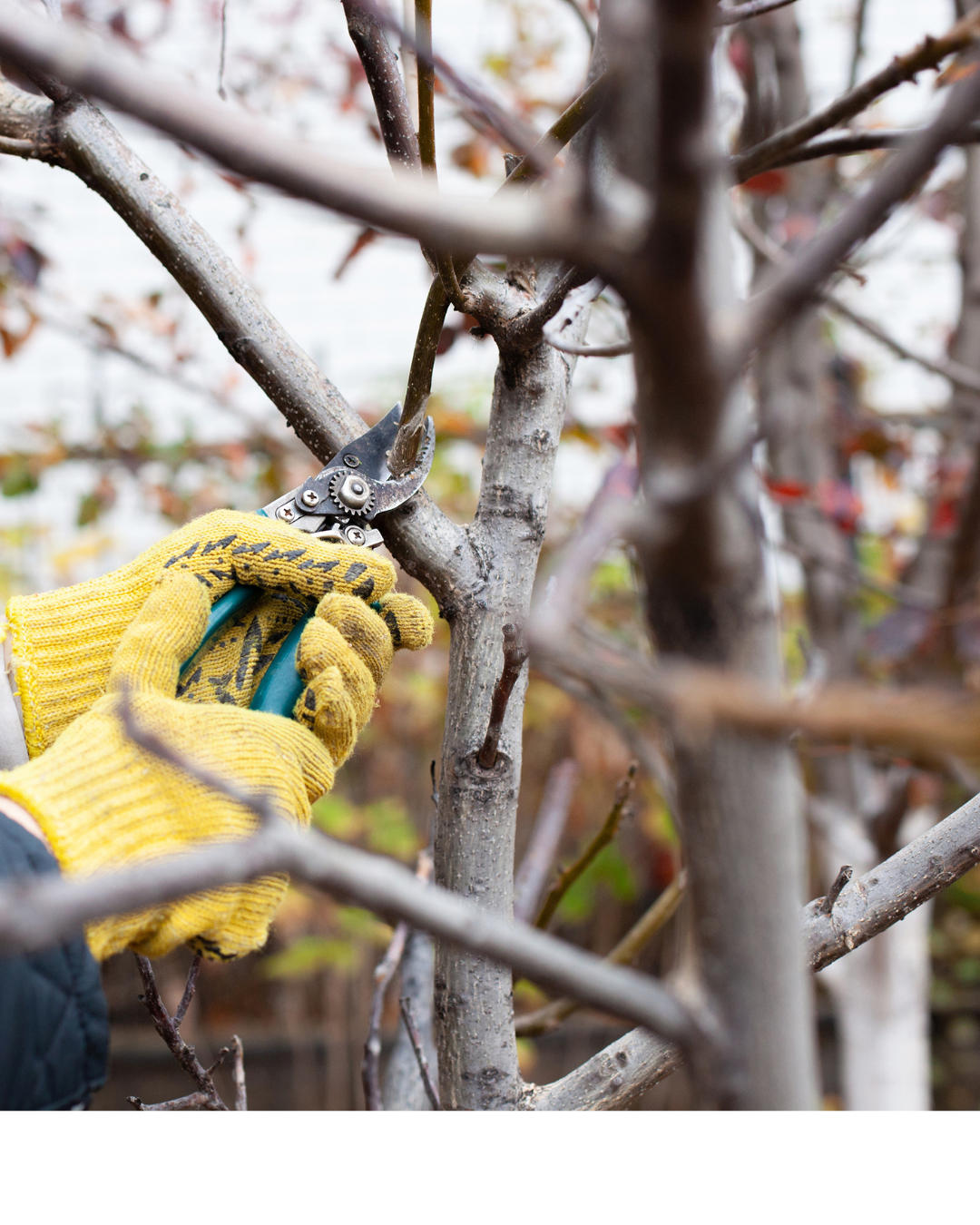 Winter Pruning - St Erth, Blackwood