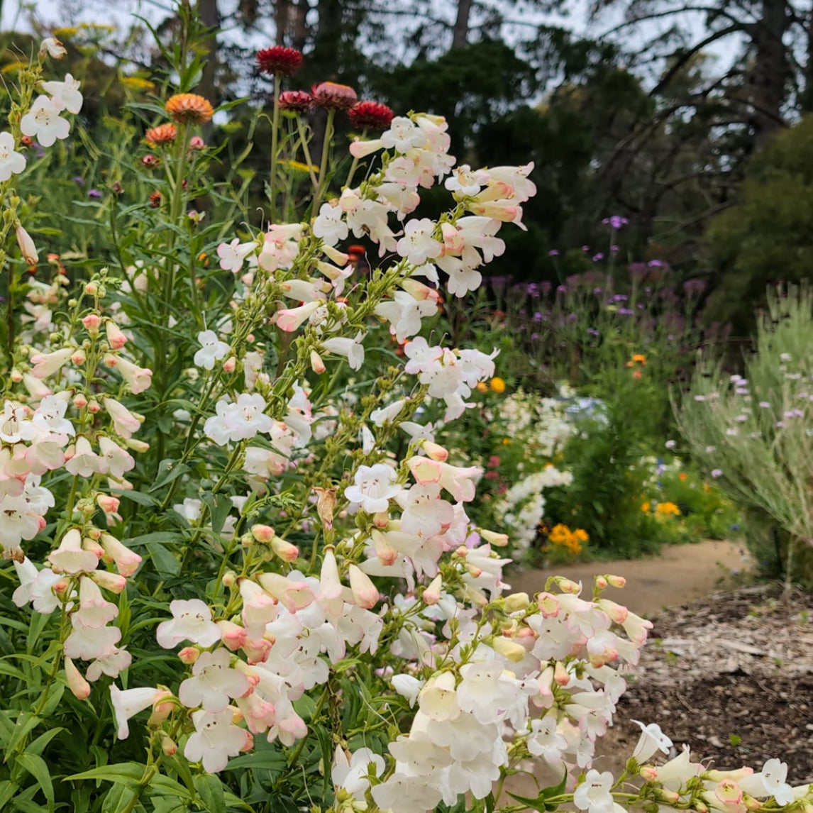 Your summer flower garden - Heronswood, Dromana