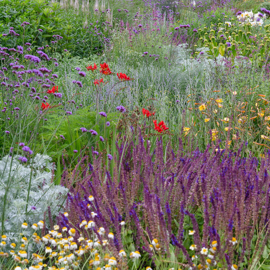 Your summer flower garden - Blackwood - 8 Nov 2026