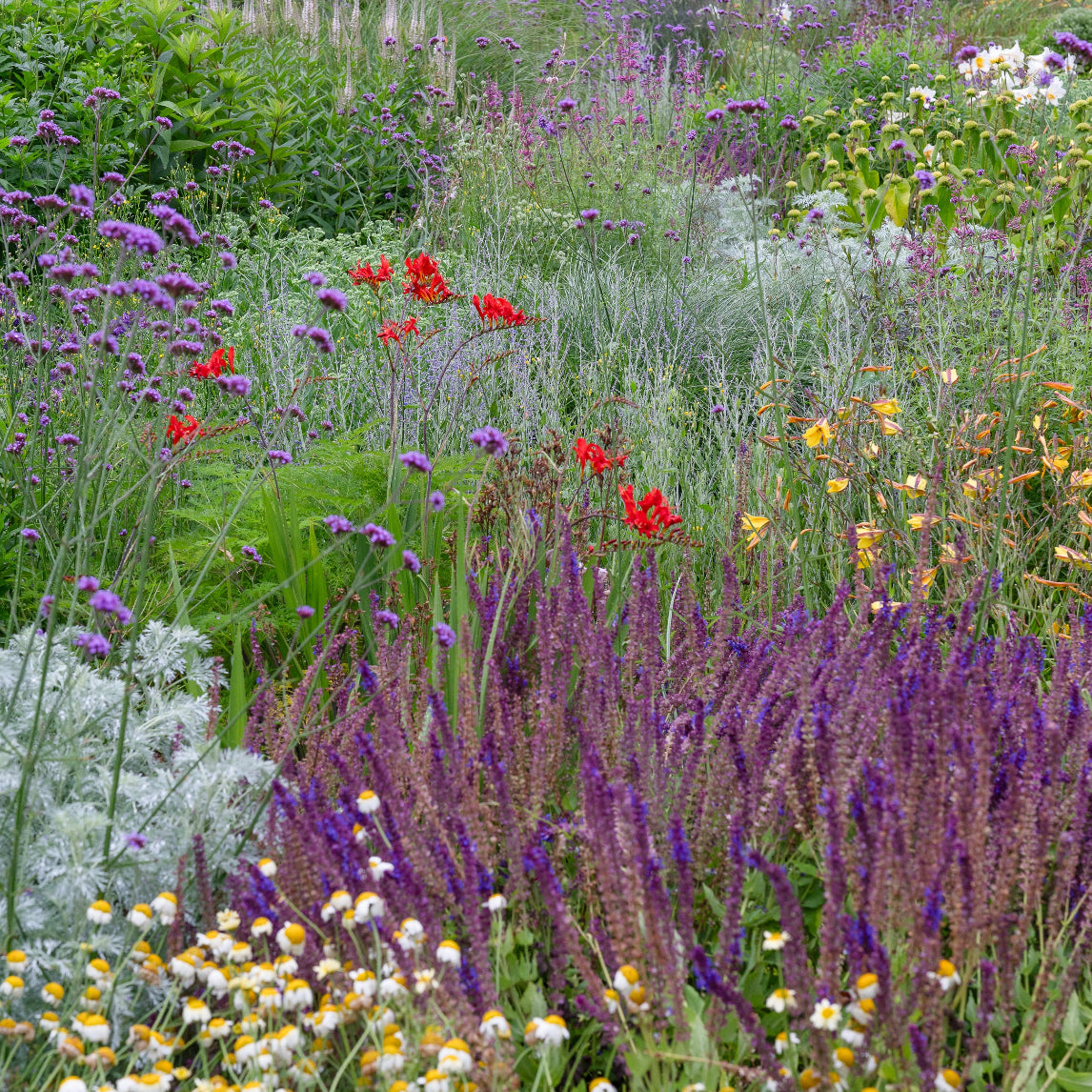 Your summer flower garden - St Erth, Blackwood