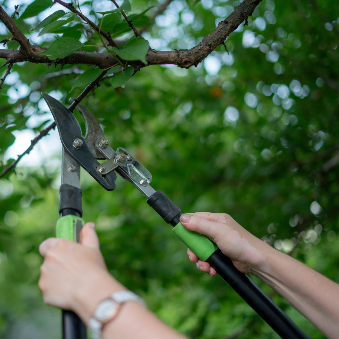 The Art of Summer Pruning - St Erth, Blackwood