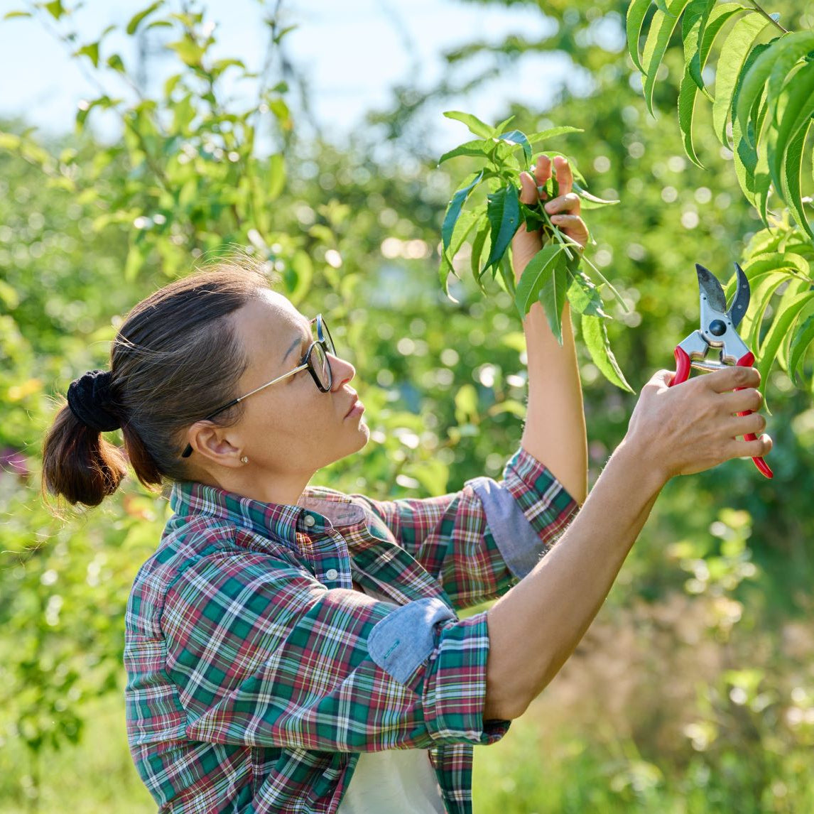 The Art of Summer Pruning - Heronswood, Dromana