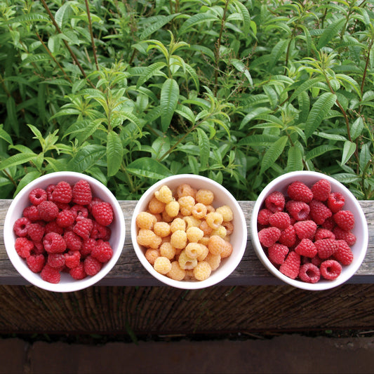 Bountiful Backyard Berries - Dromana - 25 April 2027