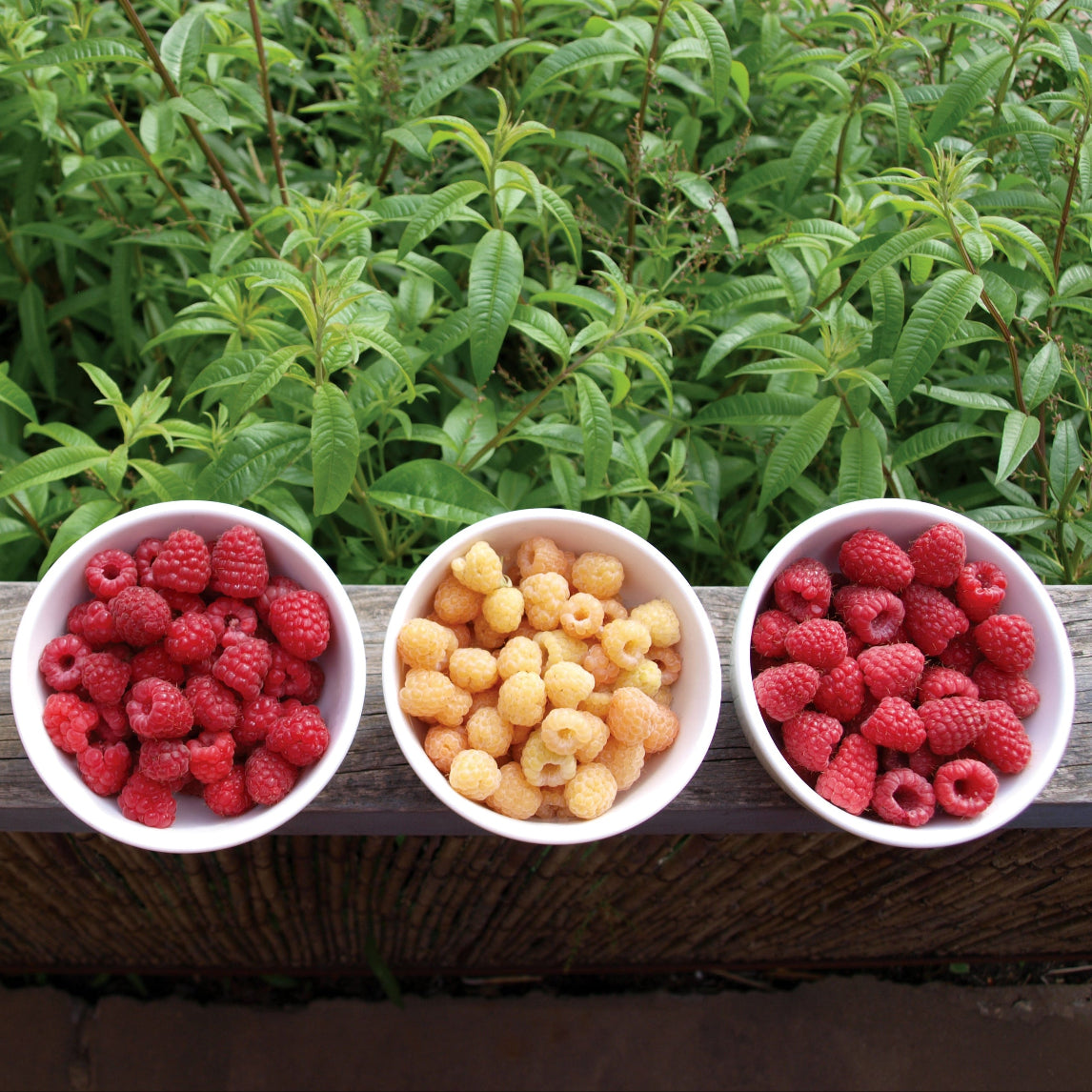 Bountiful Backyard Berries - Heronswood Dromana