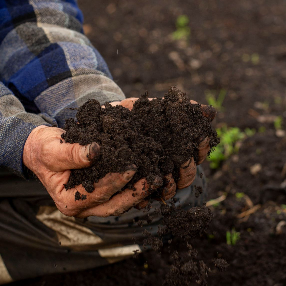 Ingredients for a Healthy Garden - St Erth, Blackwood