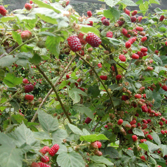 Bountiful Backyard Berries - Blackwood - 11 April 2027