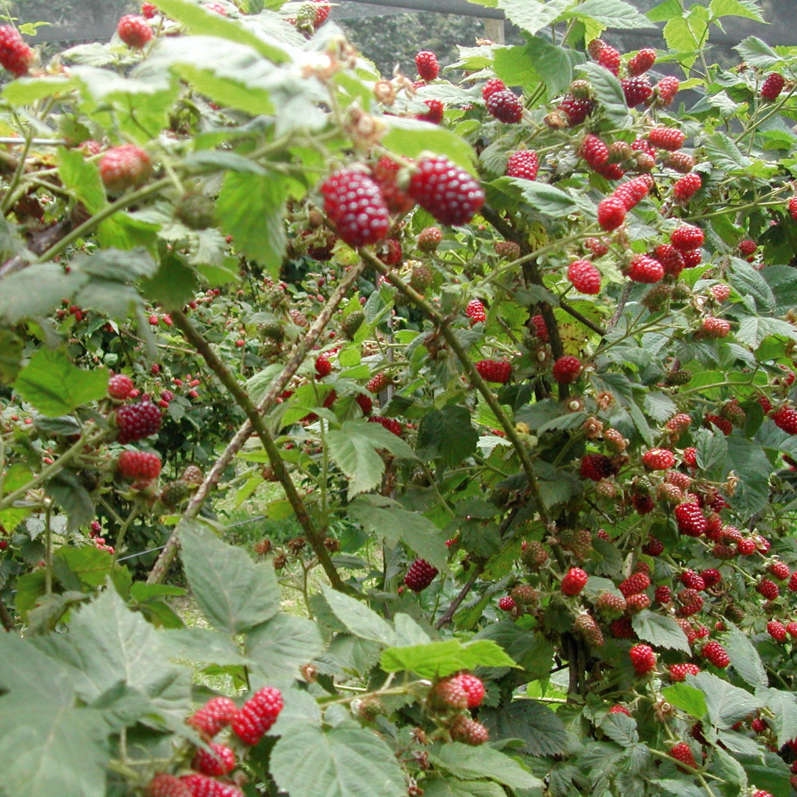 Bountiful Backyard Berries - St Erth, Blackwood