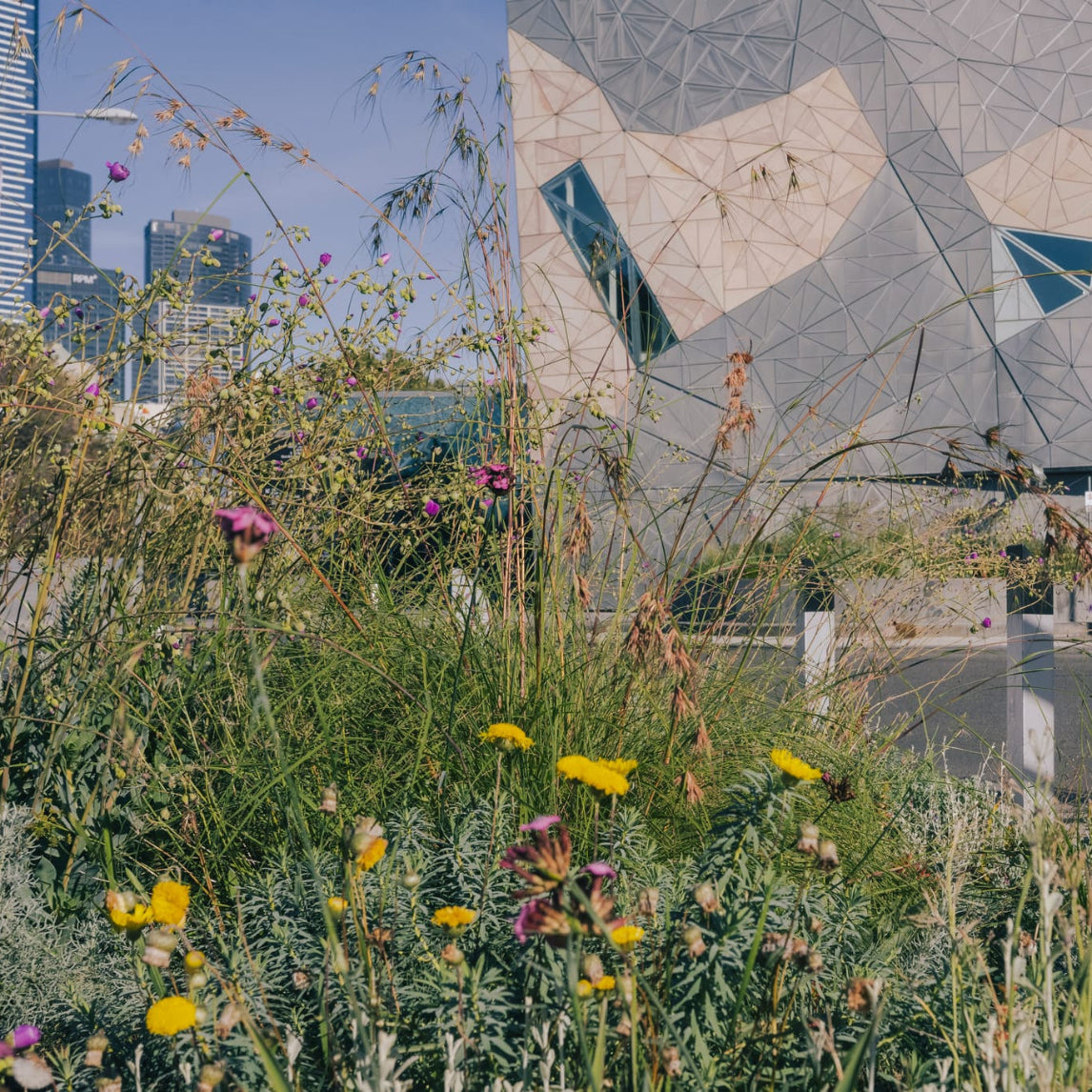Looking after Laak Boorndap - Melbourne Arts Precinct Transformation Project