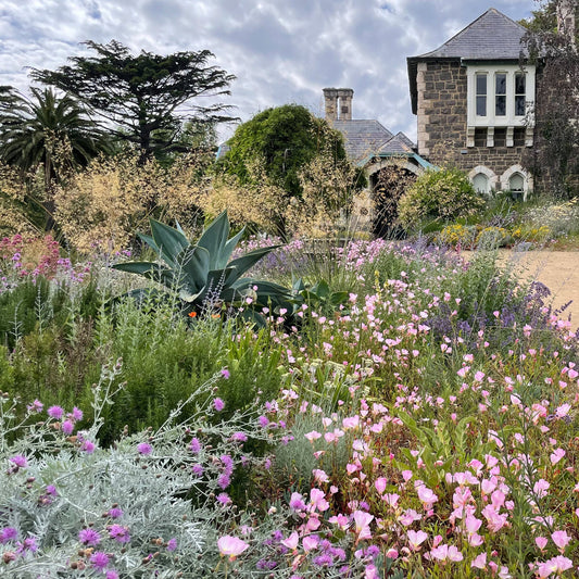 Your summer flower garden - Adelaide - 15 Nov 2026