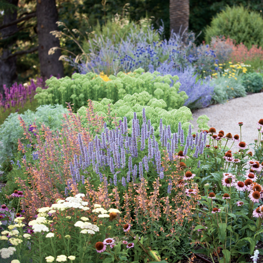 Your summer flower garden - Adelaide - 15 Nov 2026