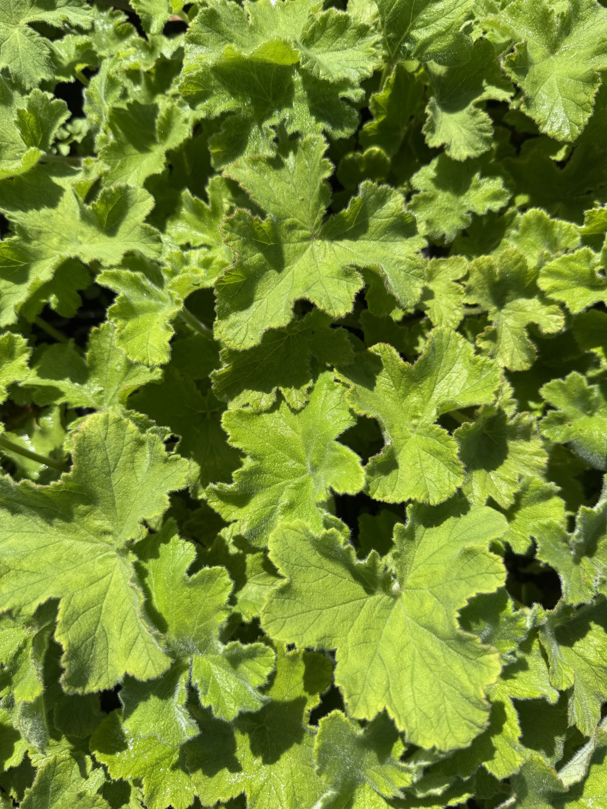 Geranium 'Peppermint'