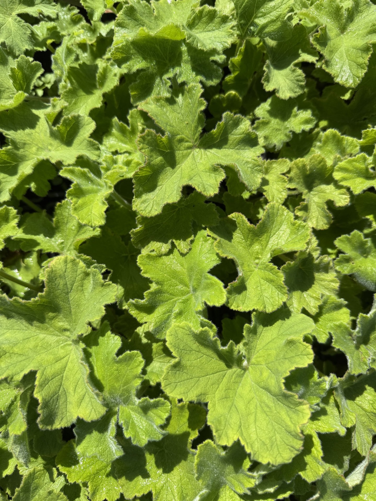 Geranium 'Peppermint'