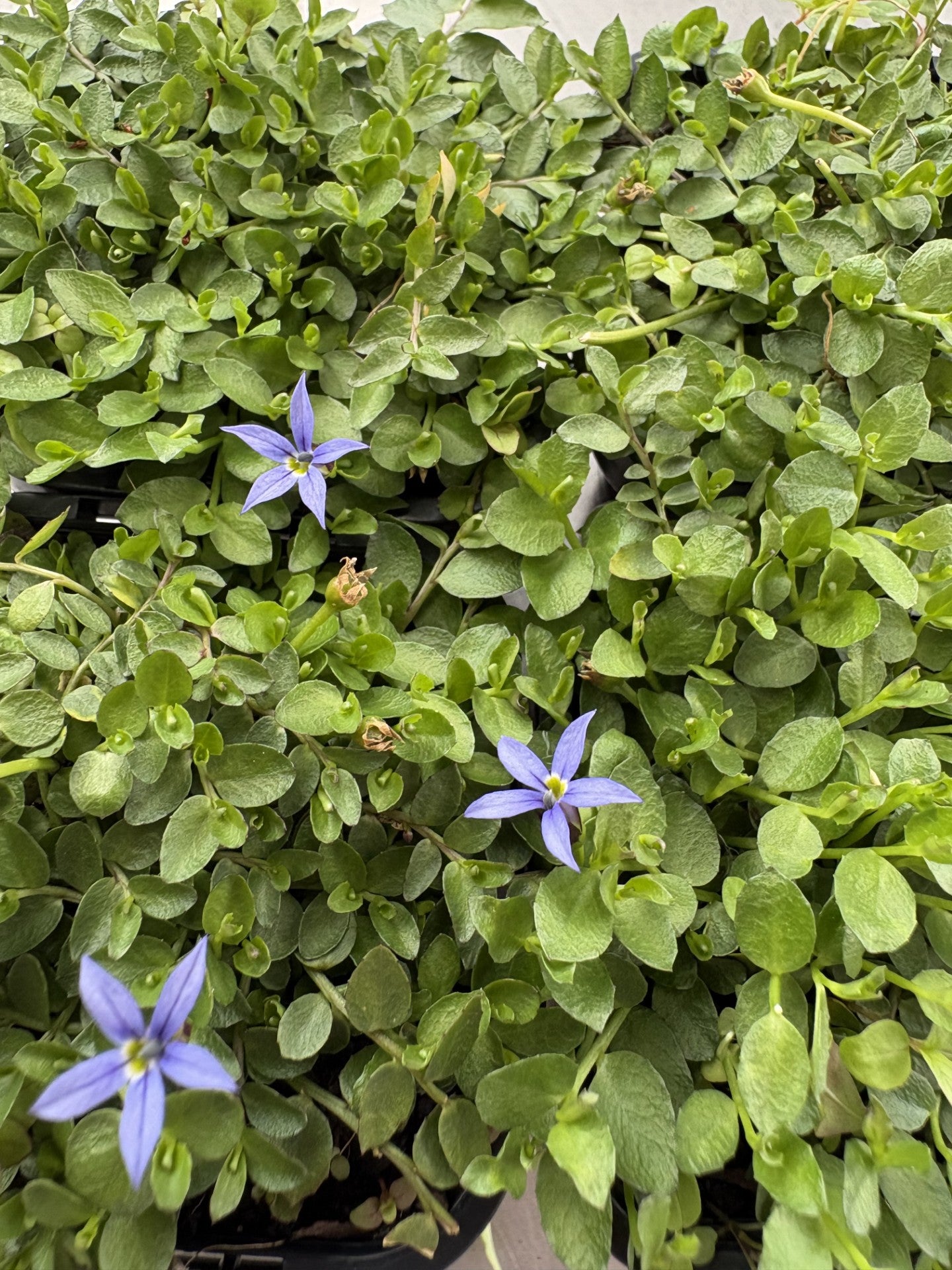 Pratia pedunculata 'County Park'