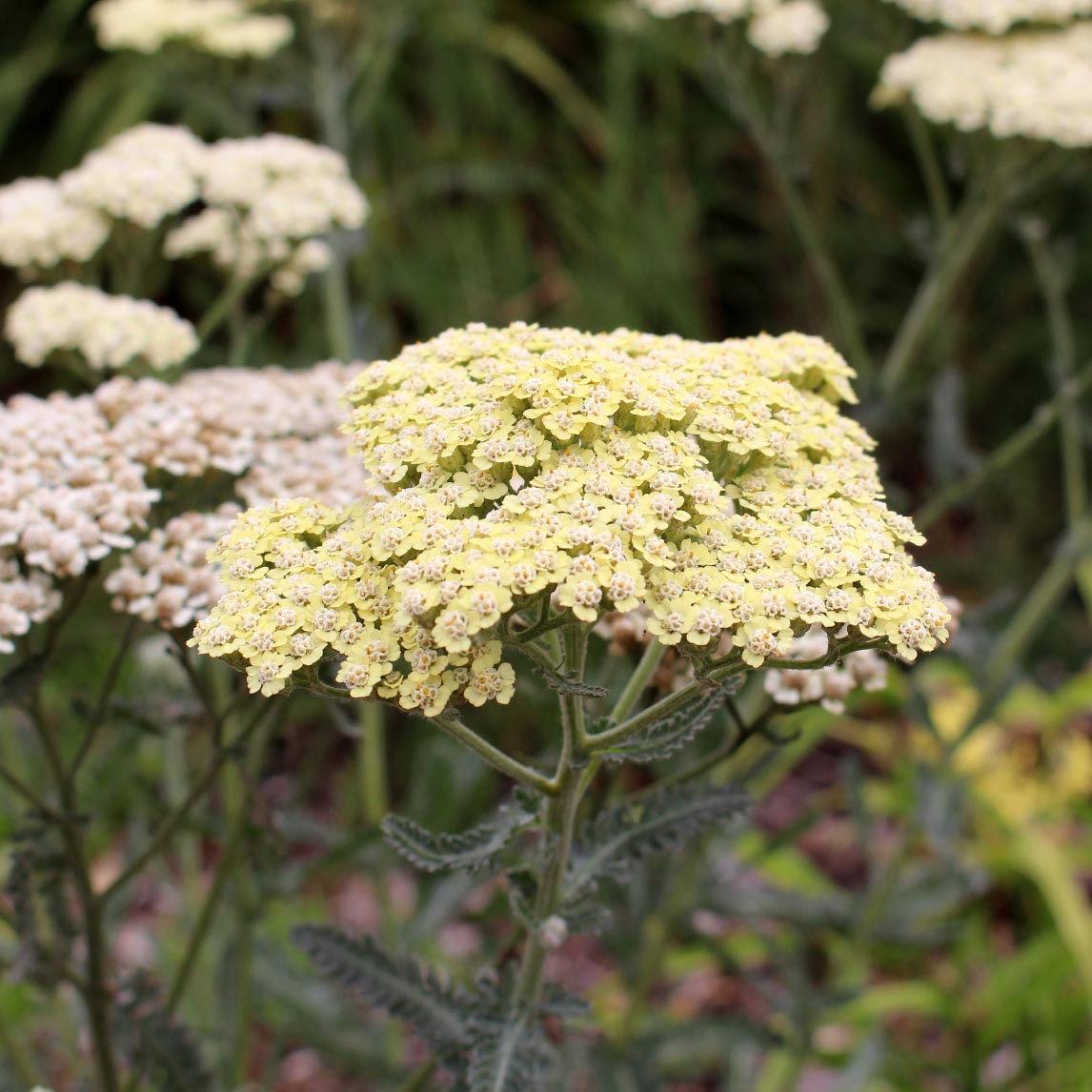 Achillea 'Anthea'