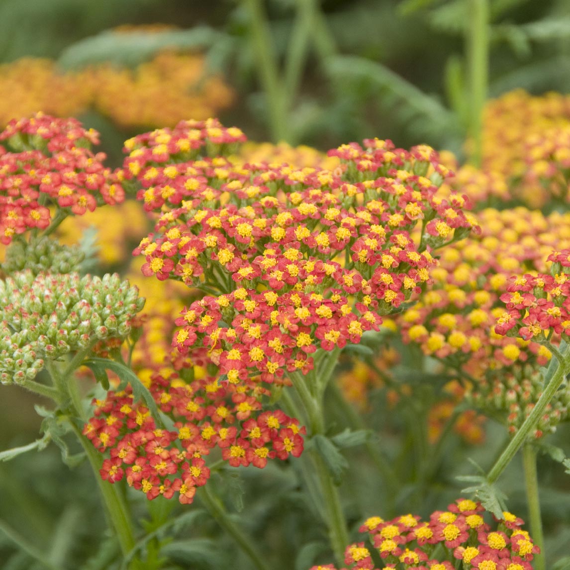 Achillea &#39;Walther Funcke&#39;