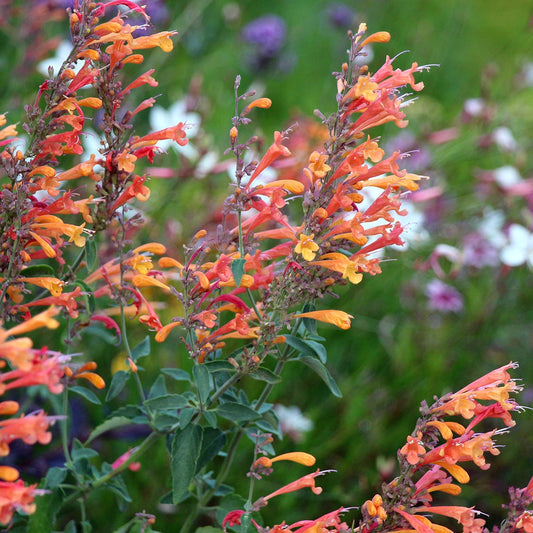 Agastache 'Apricot Sprite'