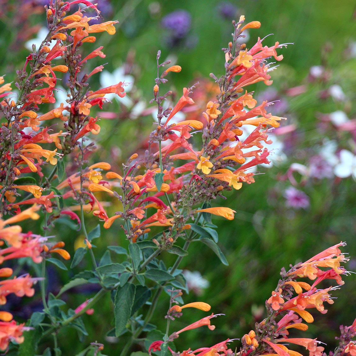 Agastache &#39;Apricot Sprite&#39;