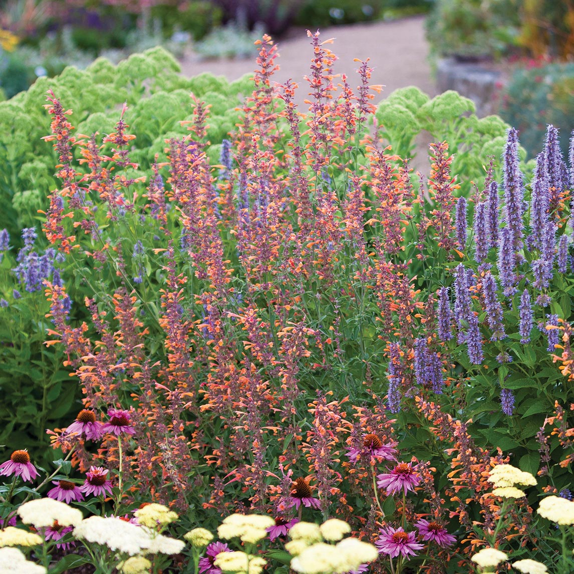 Agastache &#39;Apricot Sprite&#39;