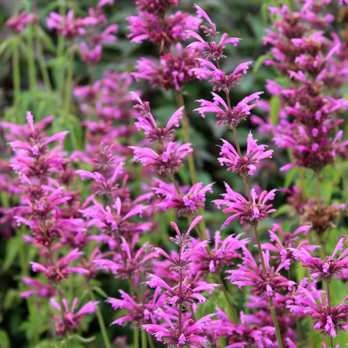 Agastache 'Aztec Rose'