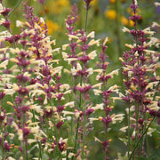 Agastache 'Lemon Fiesta'