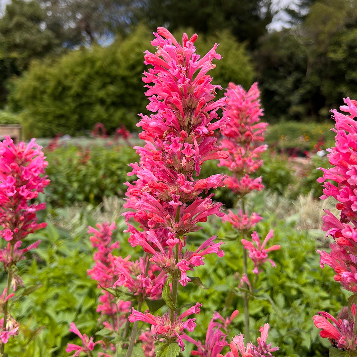 Agastache 'Pink Pearl'