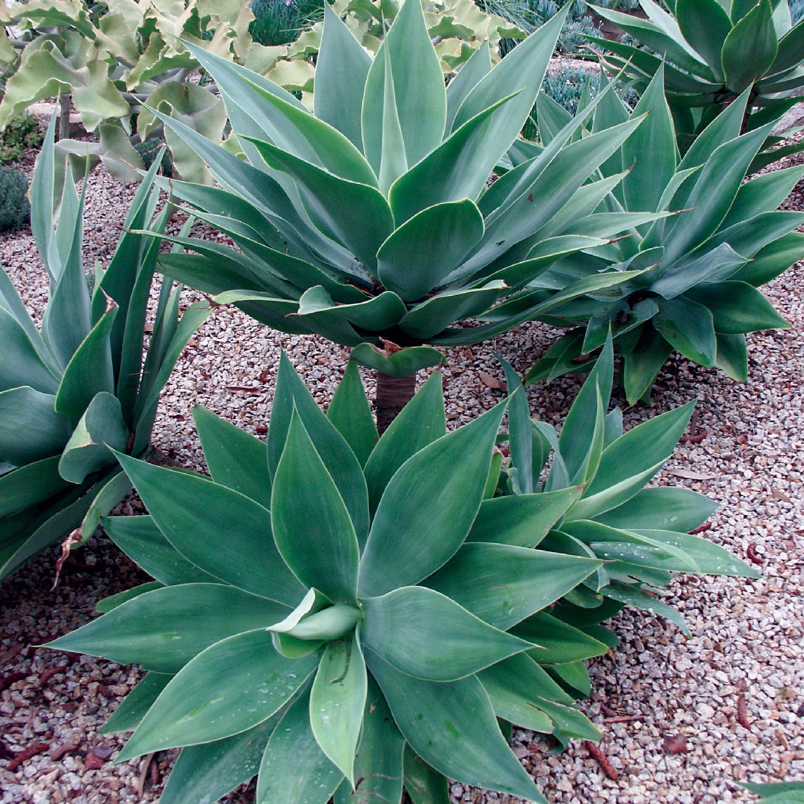 Agave Attenuata