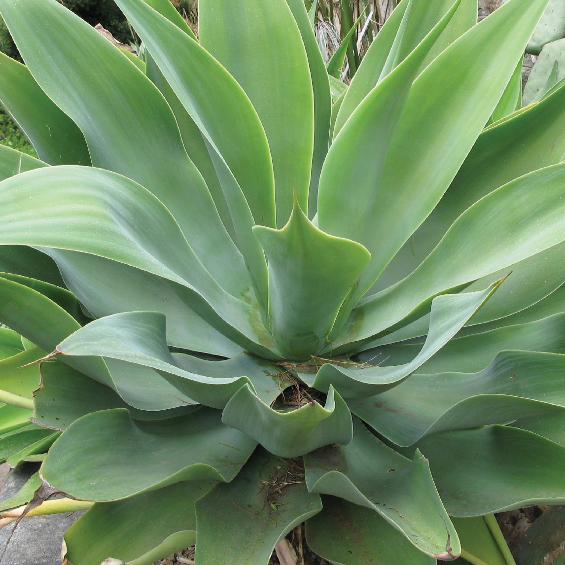 Agave Attenuata