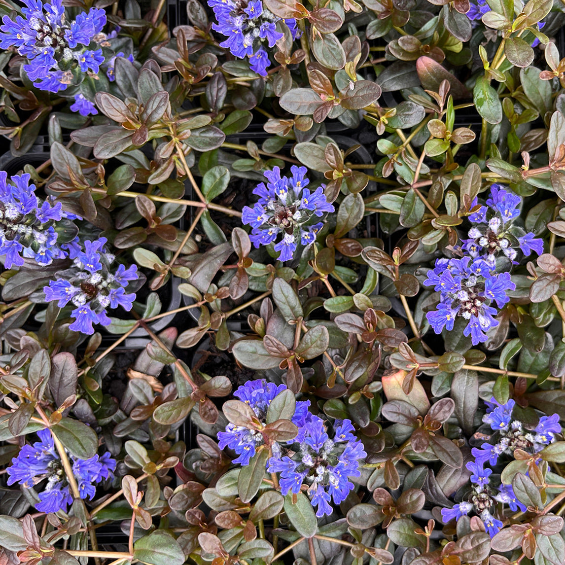 Ajuga reptans &#39;Chocolate Chip&#39;