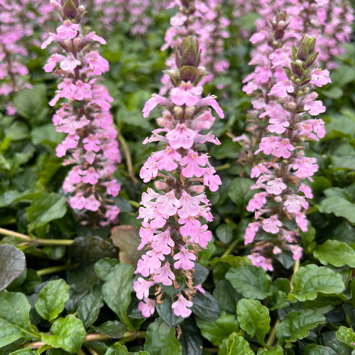 Ajuga reptans &#39;Pink Elf&#39;