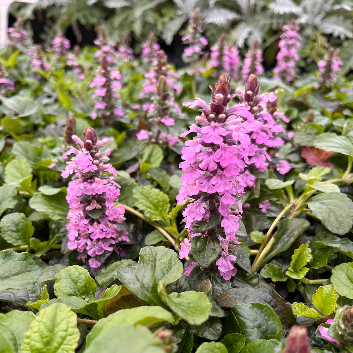 Ajuga reptans 'Pink Elf'