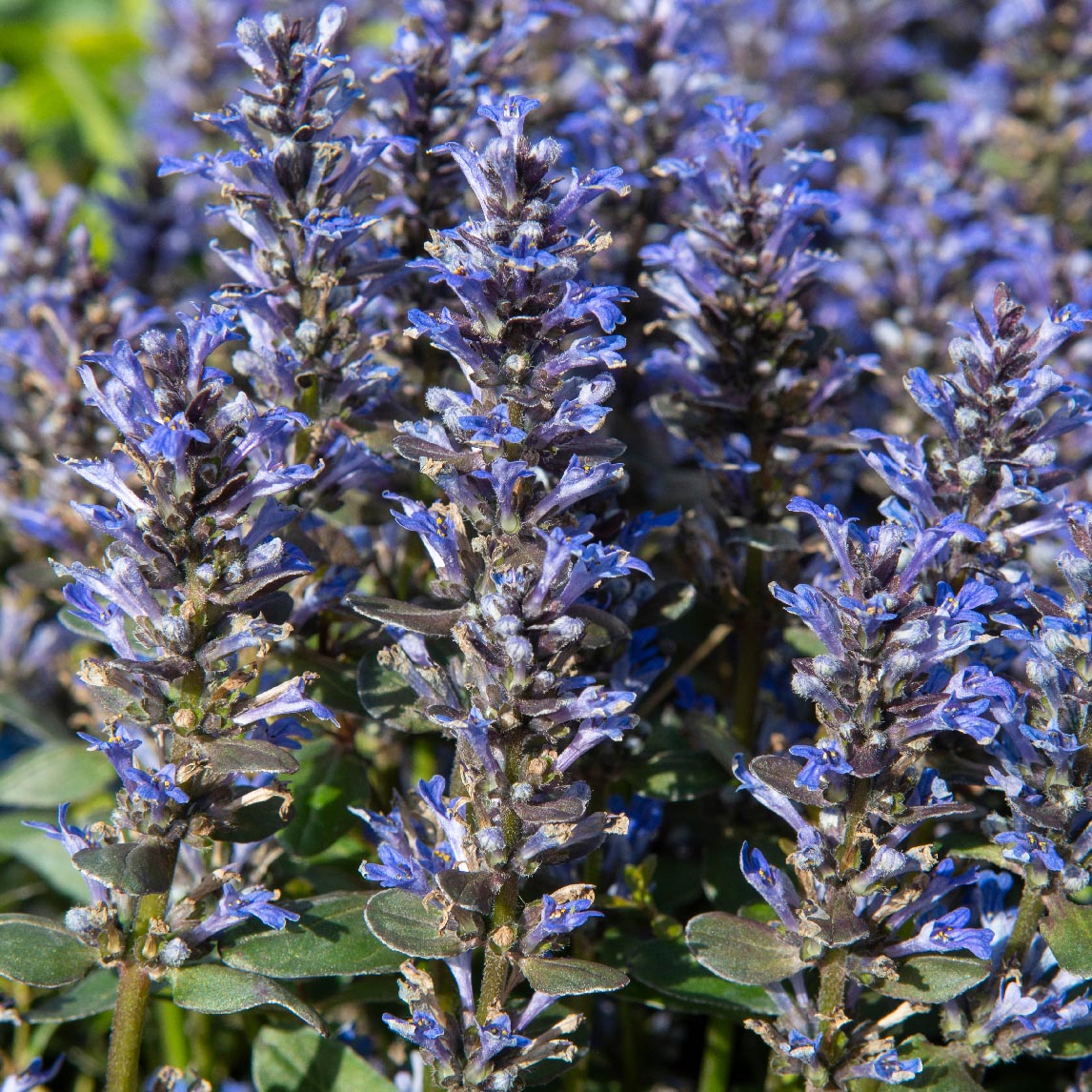 Ajuga reptans 'Chocolate Chip'