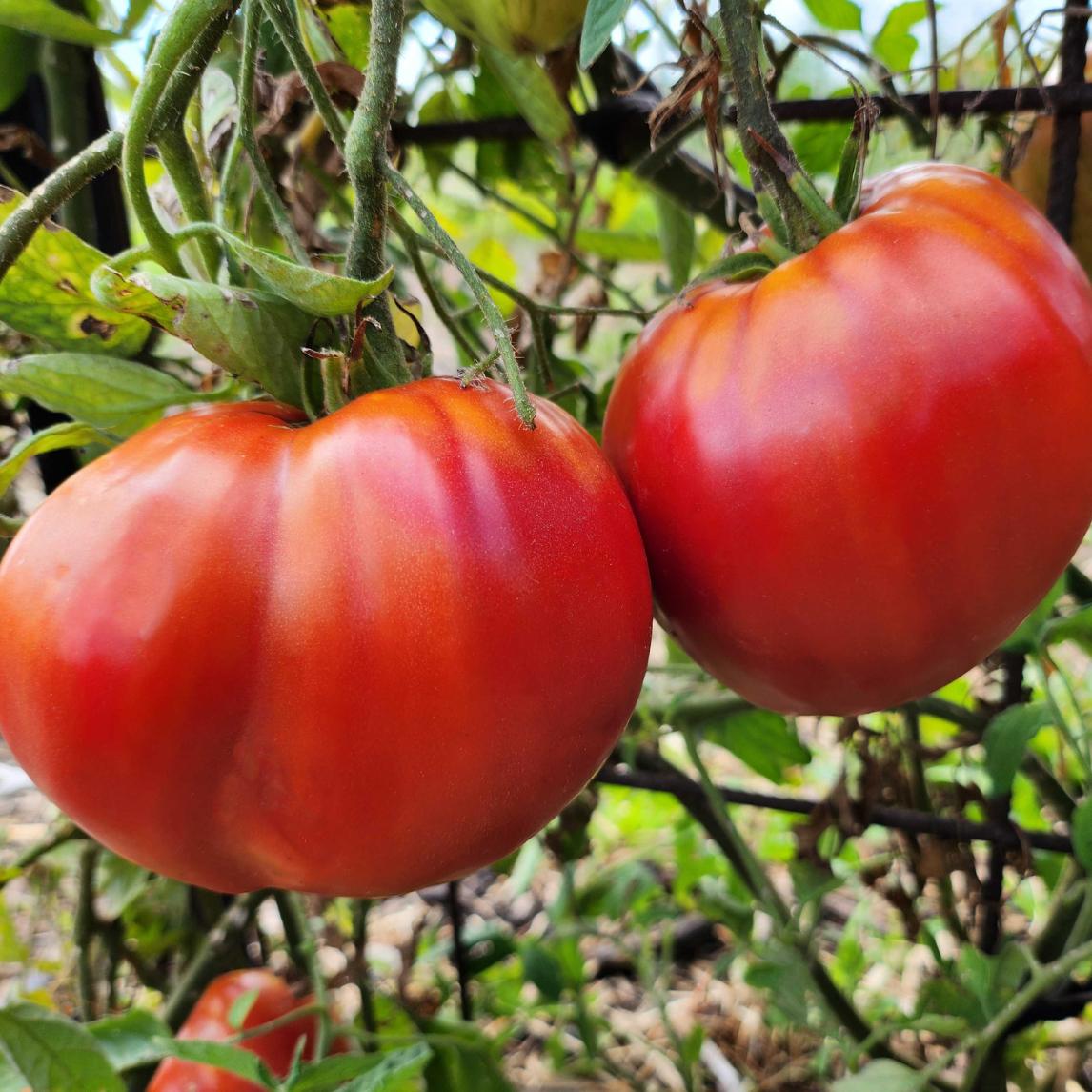 Tomato 'Aldo's Oxheart' (Organic)