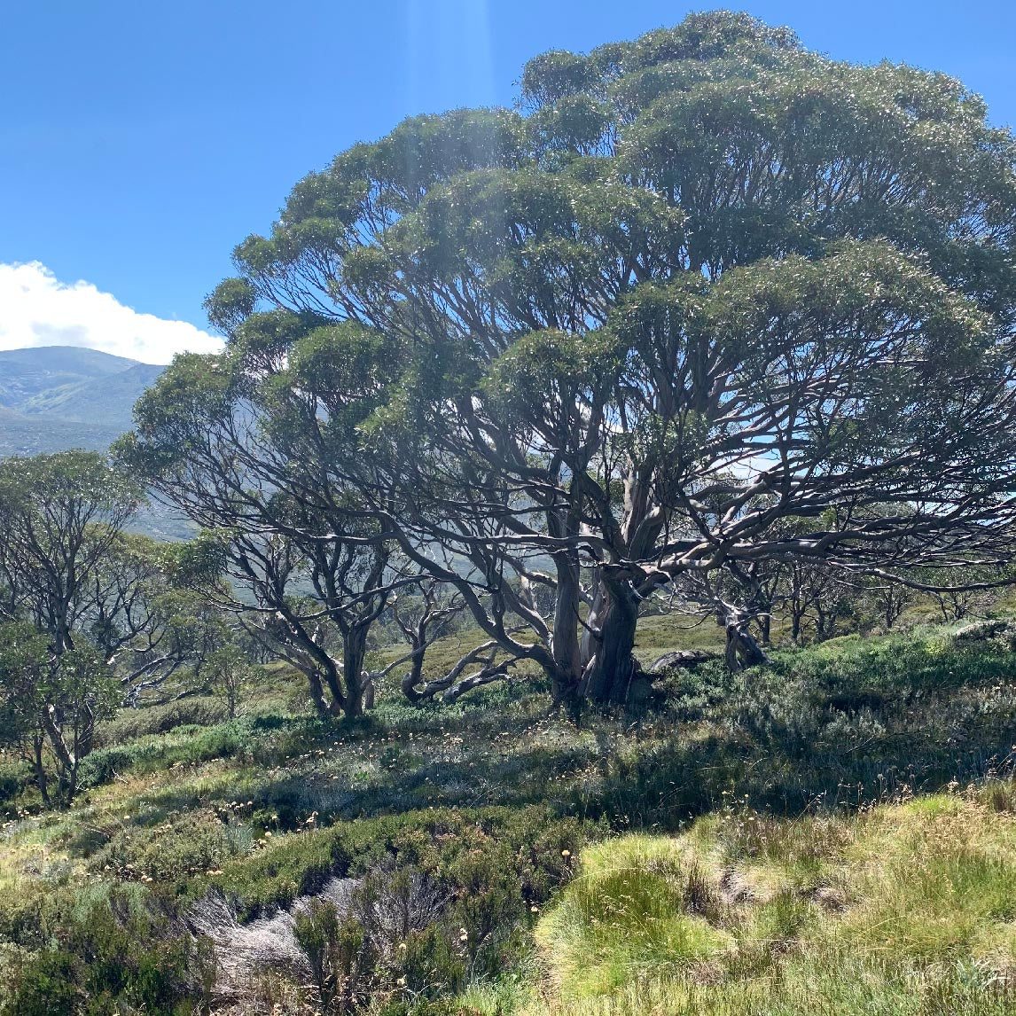 Alpine Snow Gum