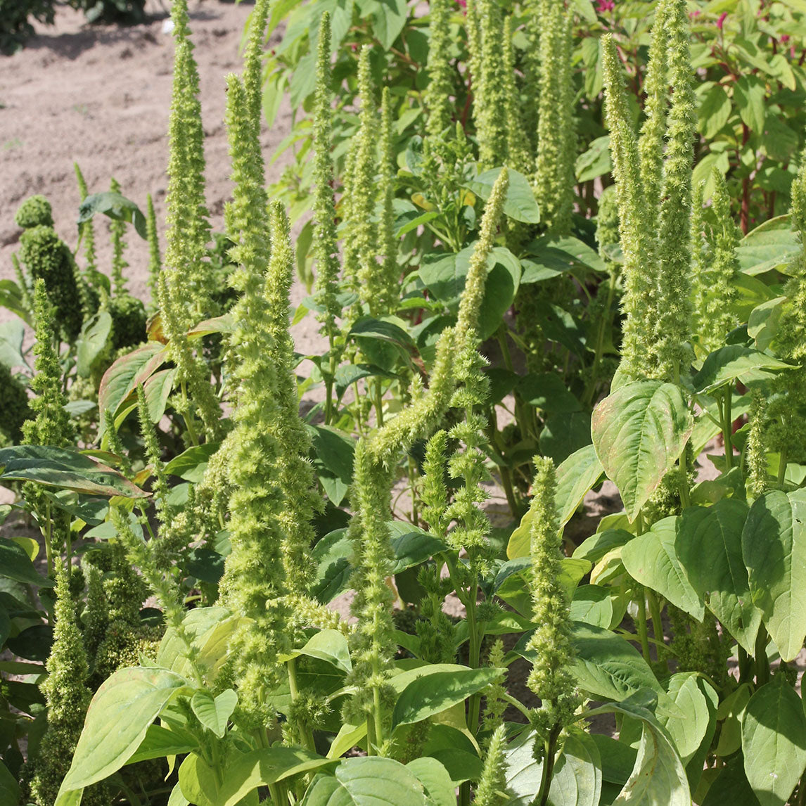 Amaranth 'Green Spikes'