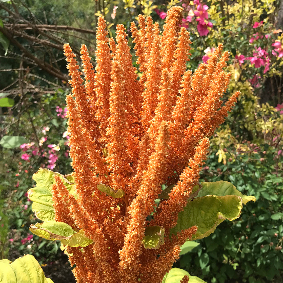 Amaranth 'Hot Biscuits'