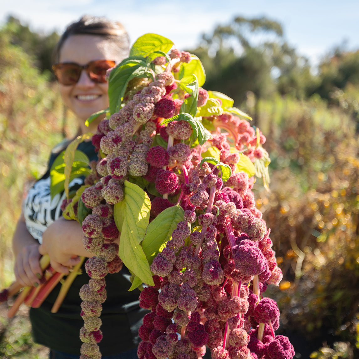 Amaranth 'Mira Red and Green'