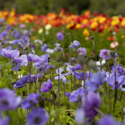Anemone Blue (20 Bulbs)