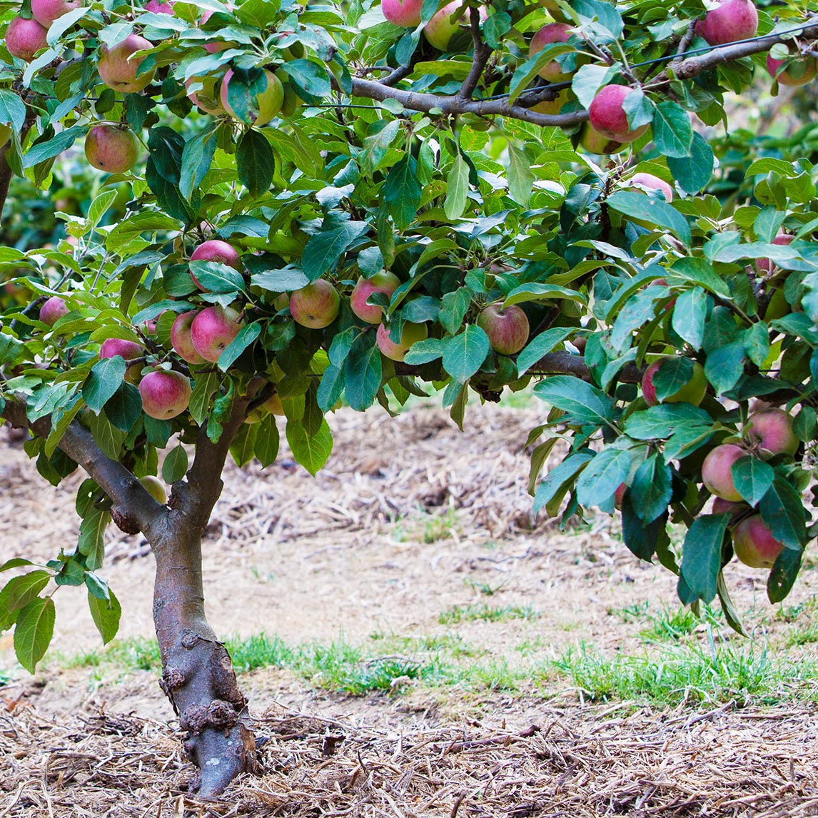 Apple Harvest Collection