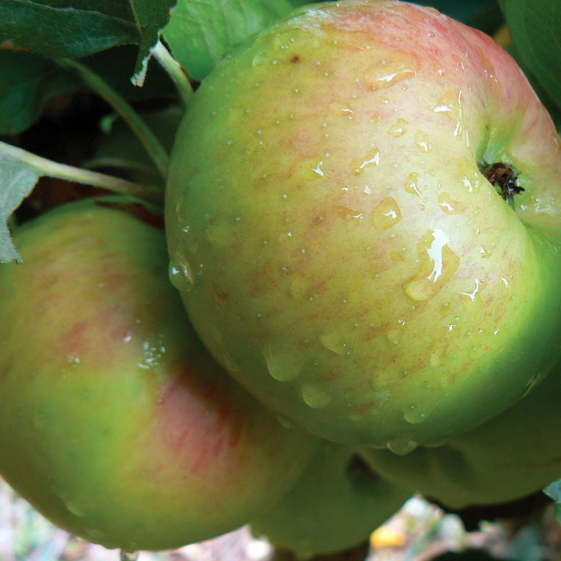 Apple Harvest Collection