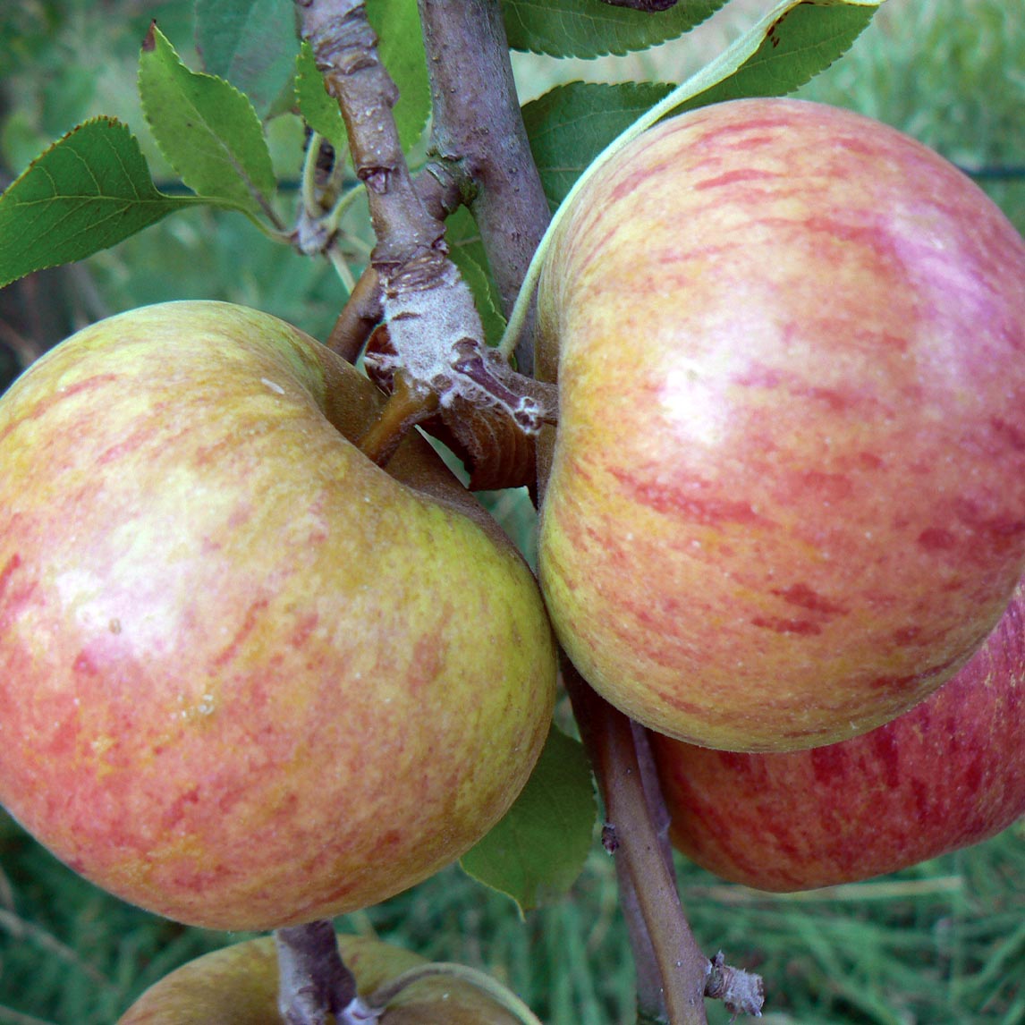Apple Harvest Collection