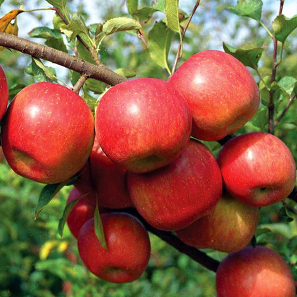 Apple Harvest Collection