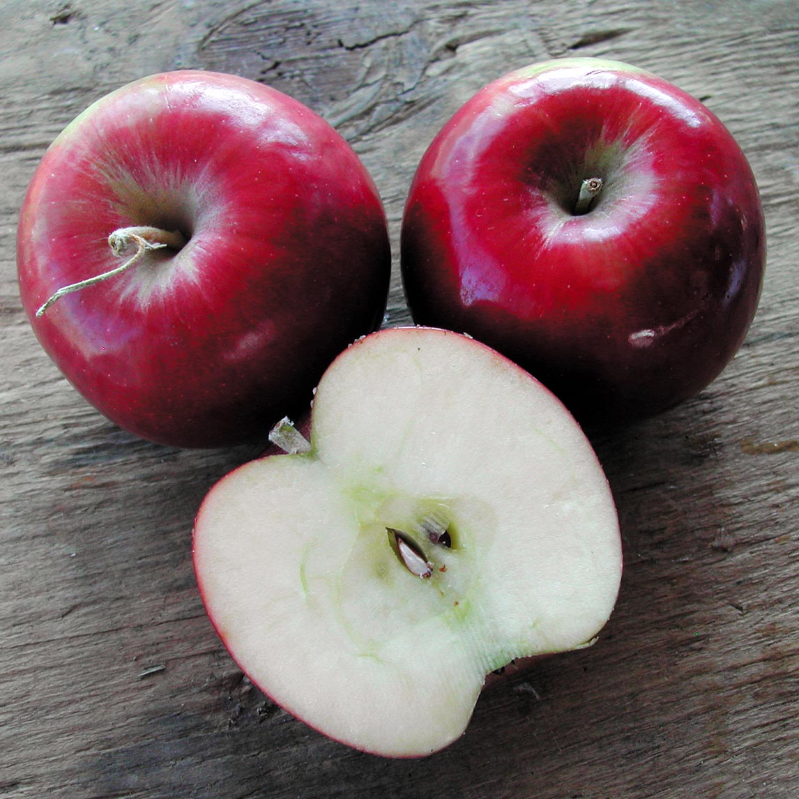 Apple Harvest Collection