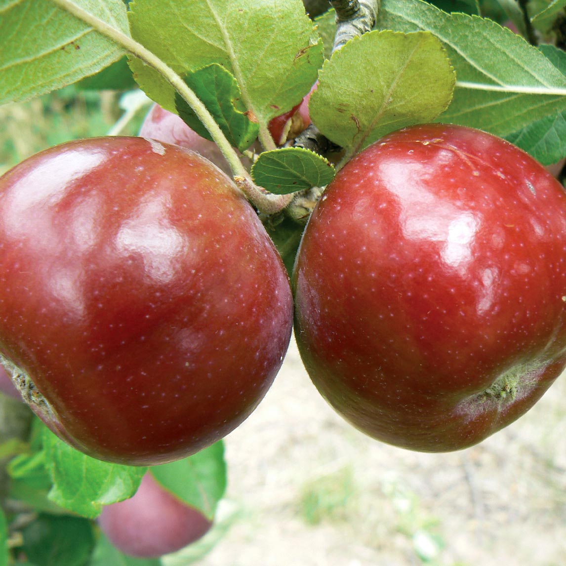 Apple Harvest Collection