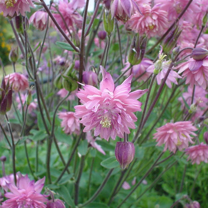 Aquilegia 'Rose Barlow'