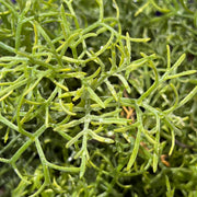 Artemisia 'Sea Foam'