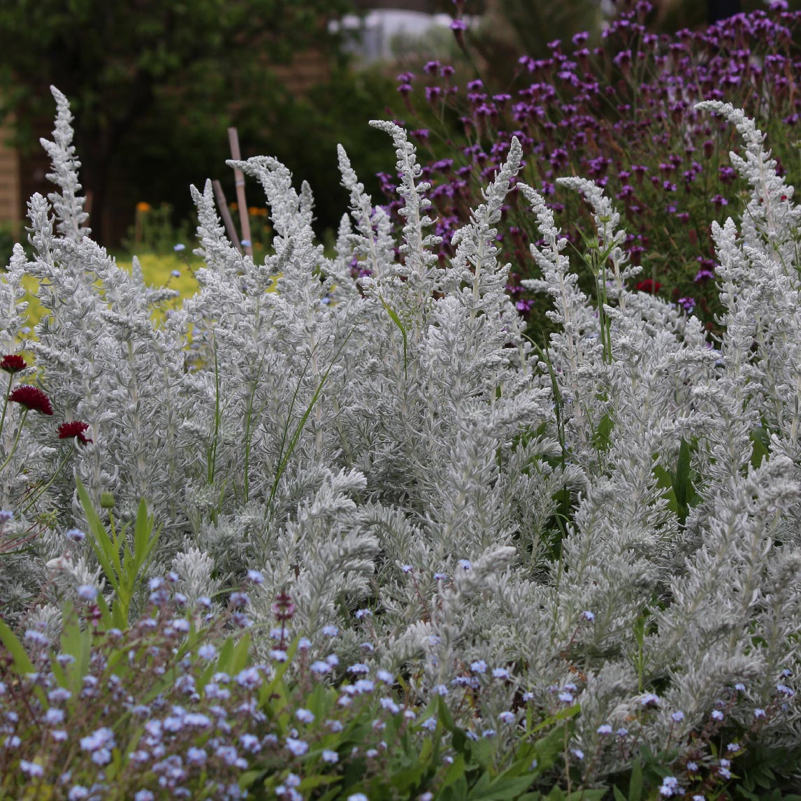 Artemisia frigida