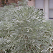 Tree Wormwood