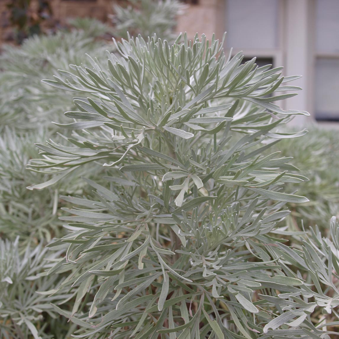 Tree Wormwood