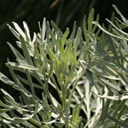 Tree Wormwood
