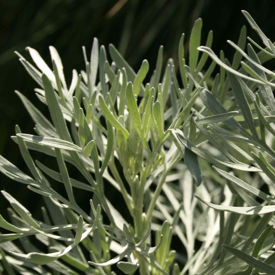 Tree Wormwood